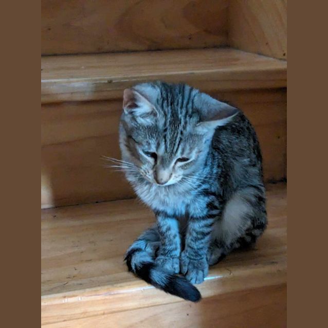 Photo of Zoey   Located In Reservoir