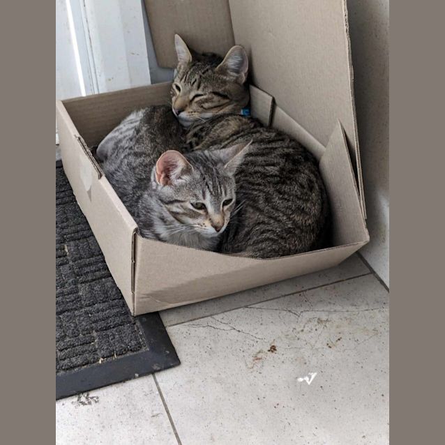 Photo of Zoey   Located In Reservoir