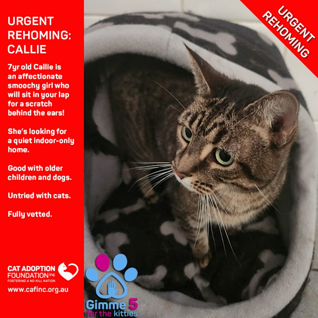 Photo of Callie Private Rehoming No Charge!