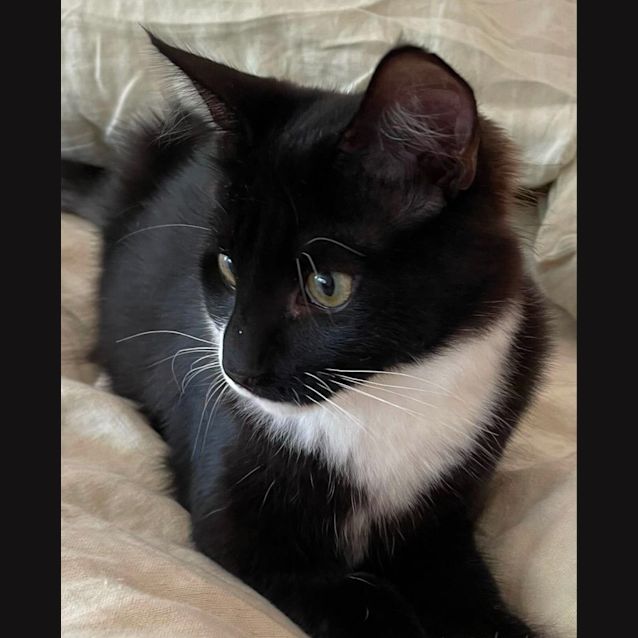 Photo of Antonio   Located In Eltham