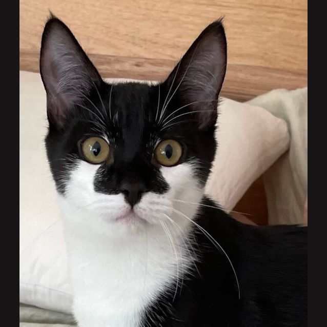 Photo of Lorenzo   Located In Eltham