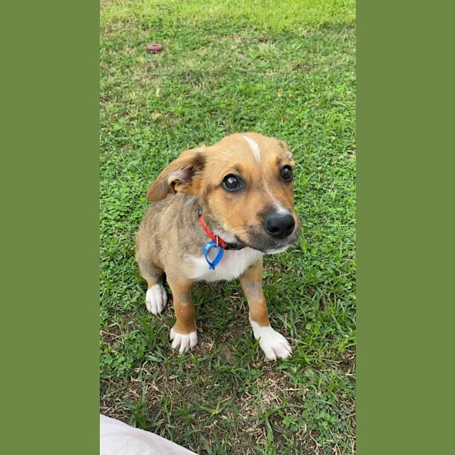 Photo of Ginger