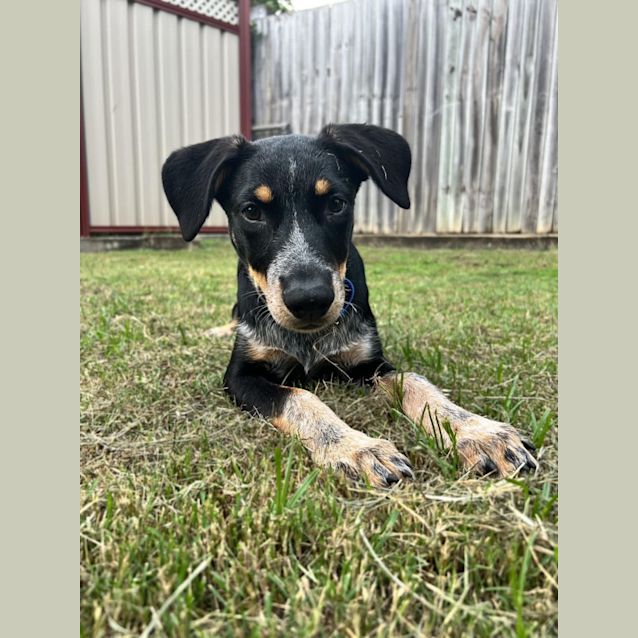 Photo of Mack