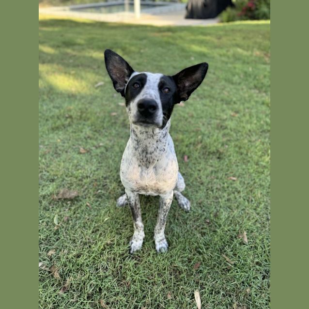 Photo of Nacho