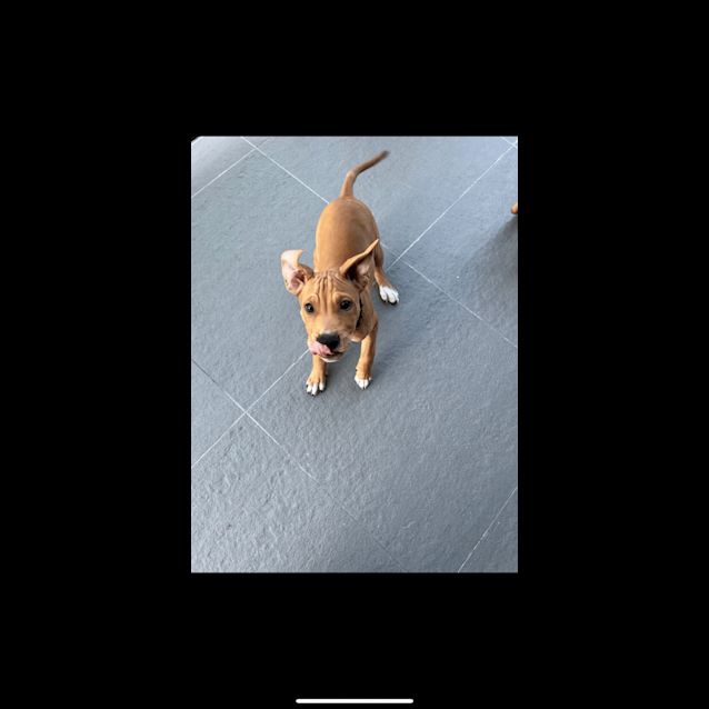 Photo of Pedro