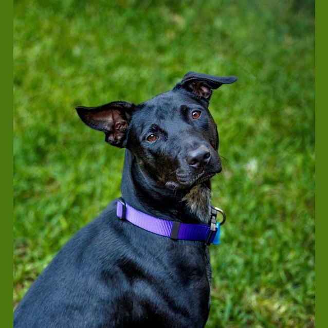 Photo of Violet