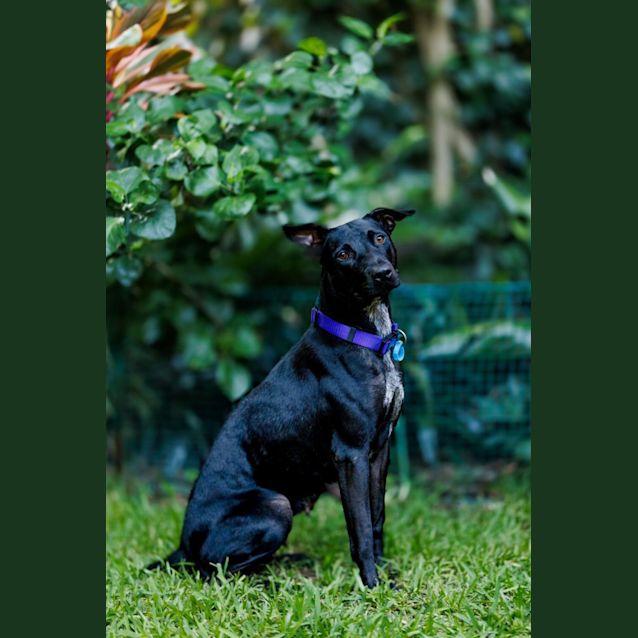 Photo of Violet