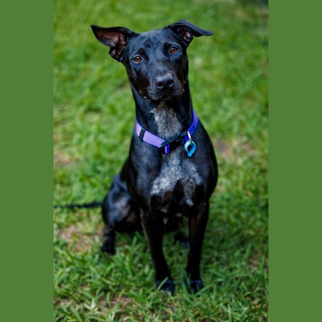 Photo of Violet
