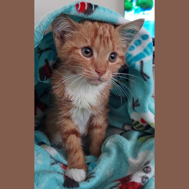 Photo of Piper
