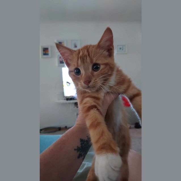 Photo of Piper
