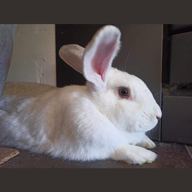 Photo of Clementine & (Calamity) Jane