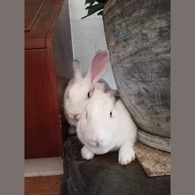 Photo of Clementine & (Calamity) Jane