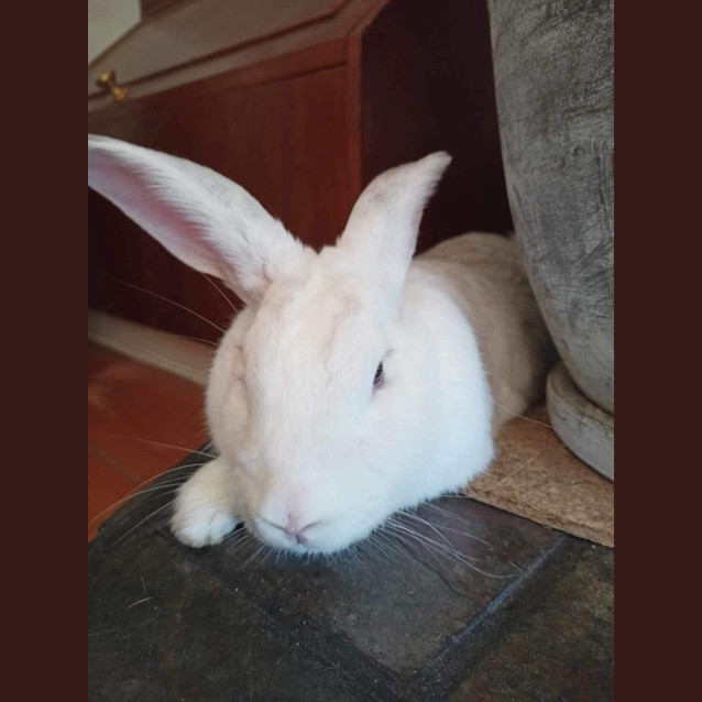 Photo of Clementine & (Calamity) Jane