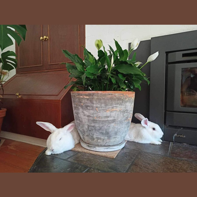 Photo of Clementine & (Calamity) Jane