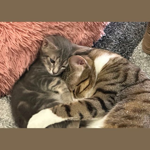 Photo of Rocky 😻💪