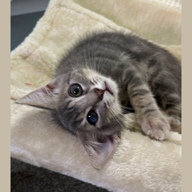 Photo of Rocky 😻💪