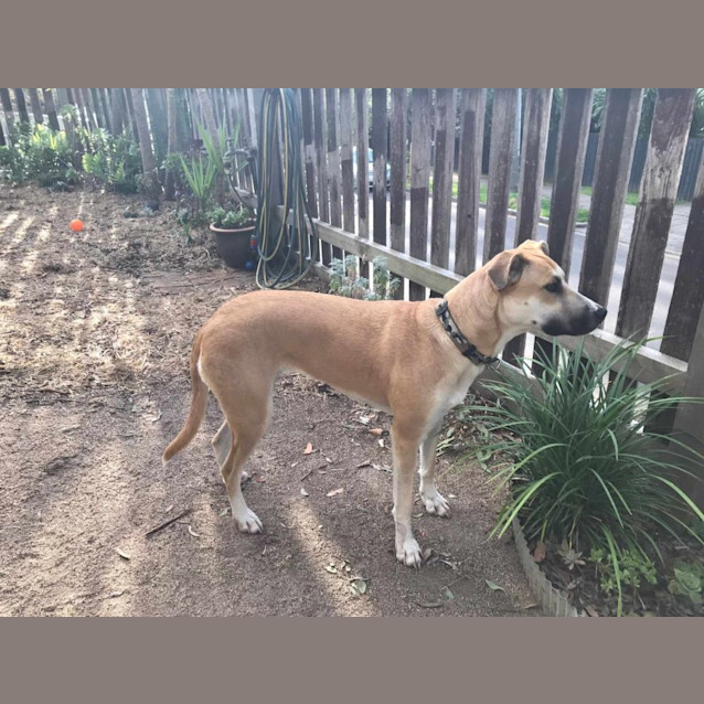 Photo of Daffodil