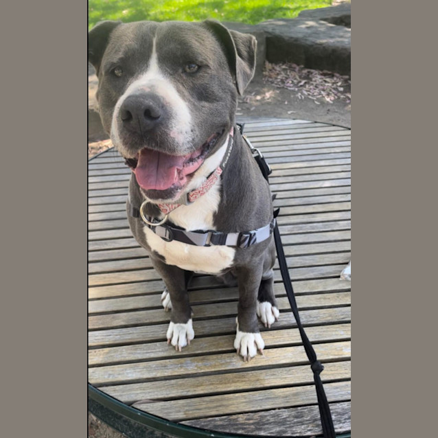Photo of Tyson 