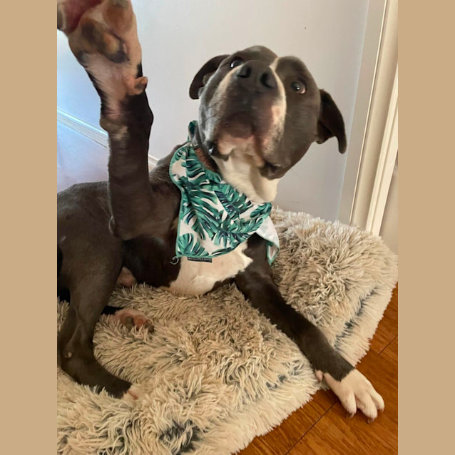Photo of Tyson 