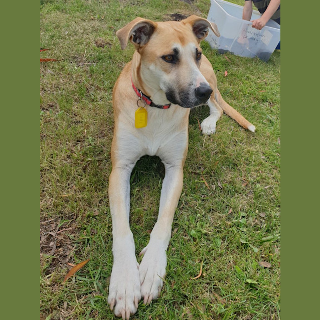 Photo of Daffodil