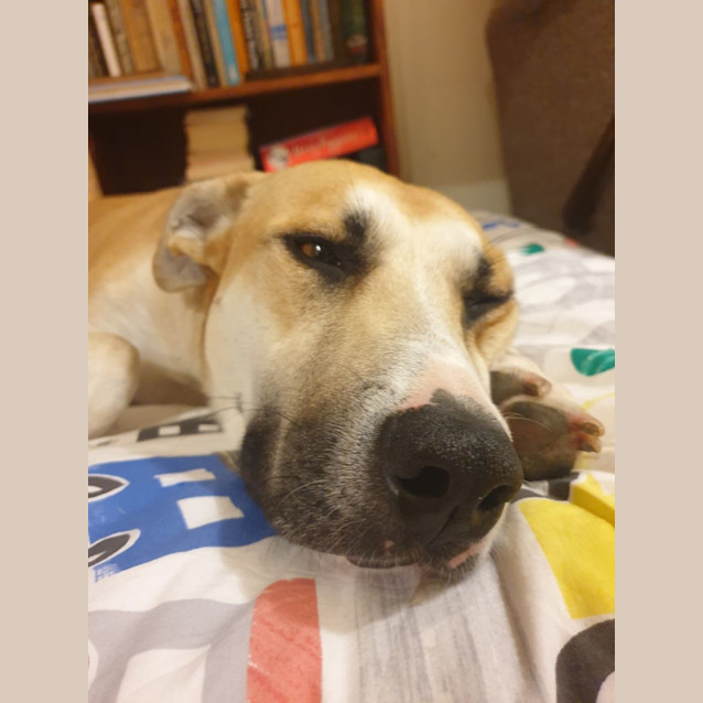Photo of Daffodil