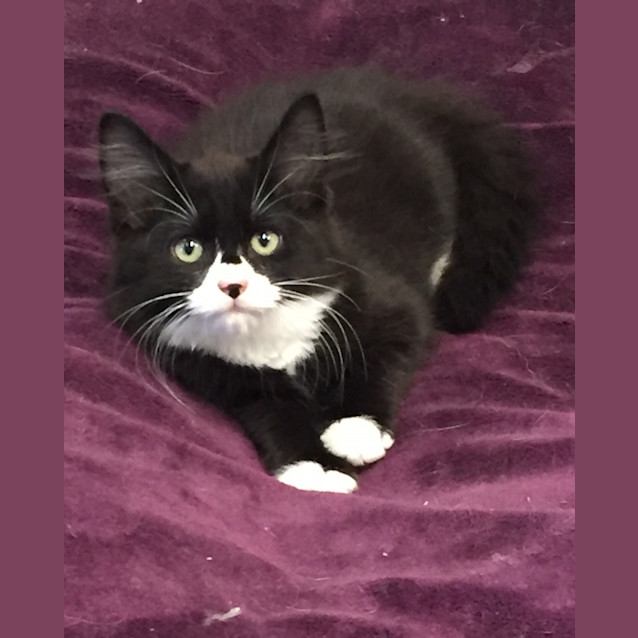Photo of Banjo
