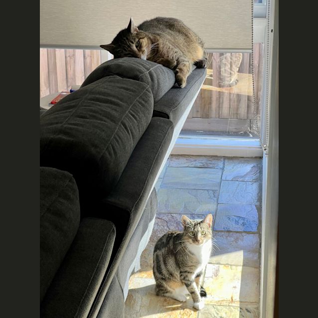 Photo of Double Shot Chai Latte