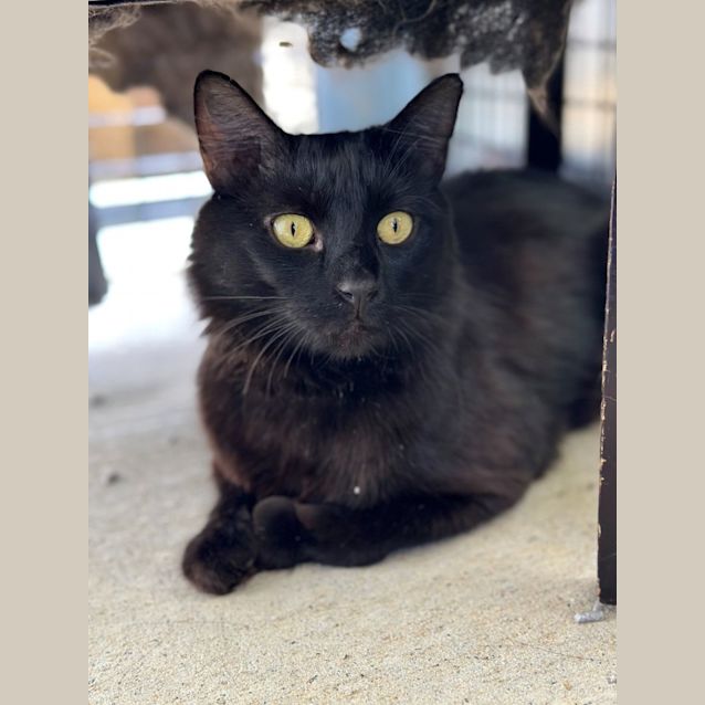 Photo of Jet