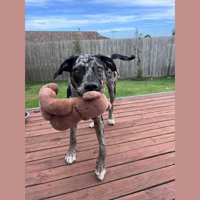 Photo of Kronk