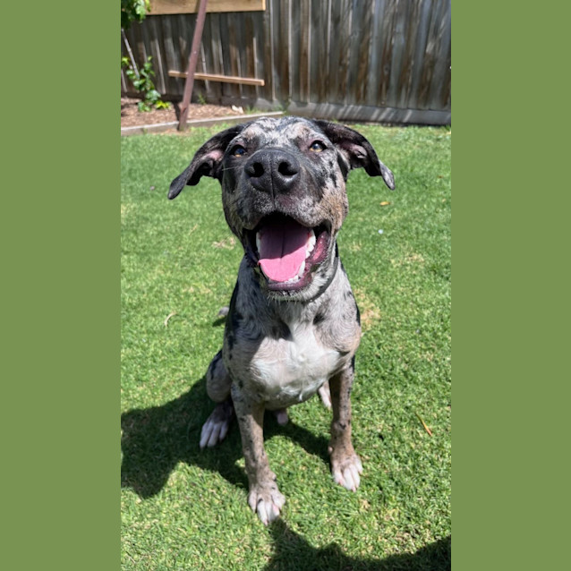 Photo of Kronk