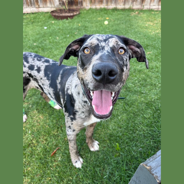 Photo of Kronk