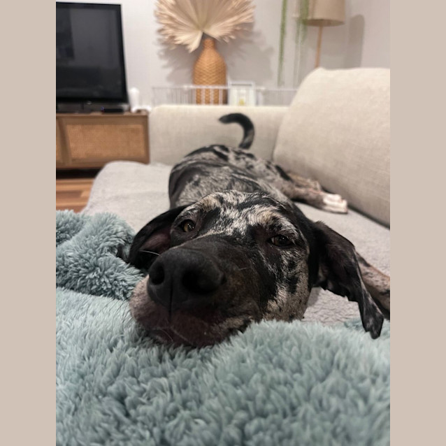 Photo of Kronk