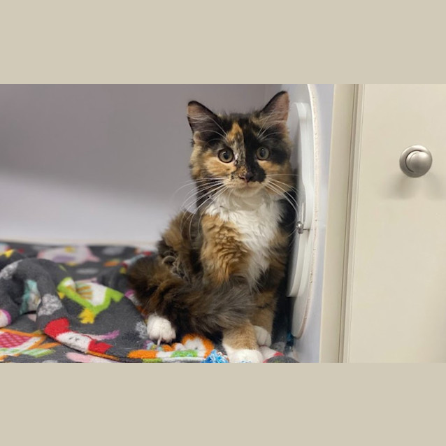 Photo of Marigold