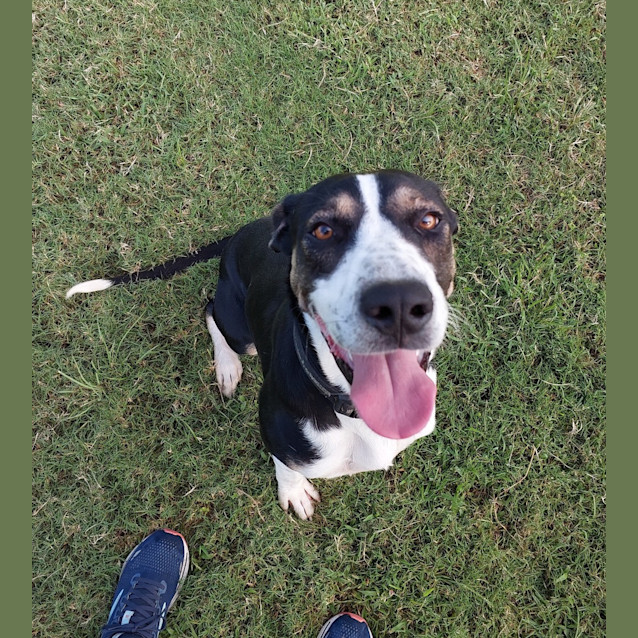 Photo of Archie
