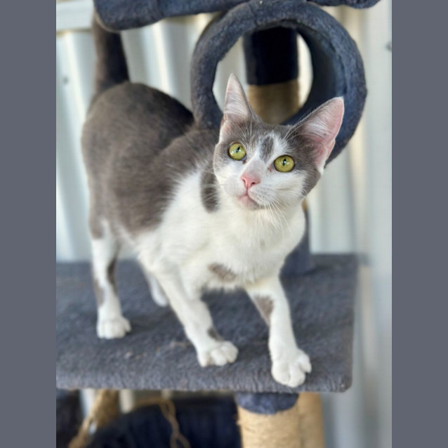 Photo of Rue