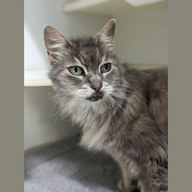 Photo of 🔥 Smokey F02832 🔥