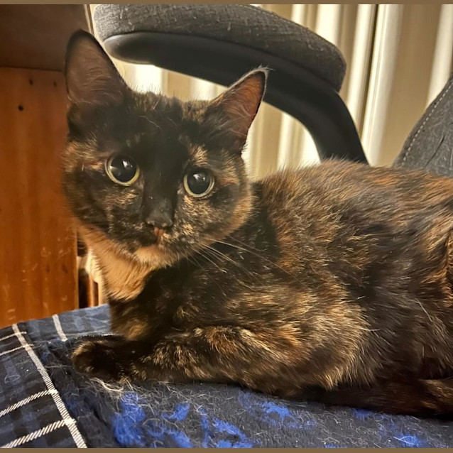 Photo of Tortie