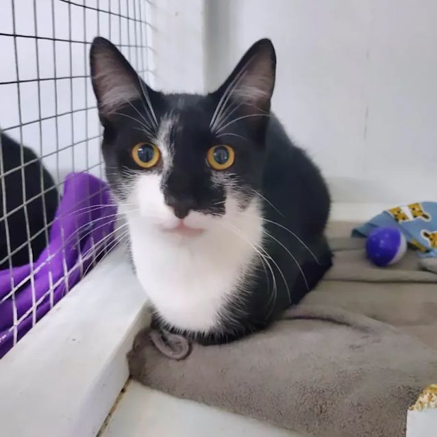 Photo of Macho Gazpacho