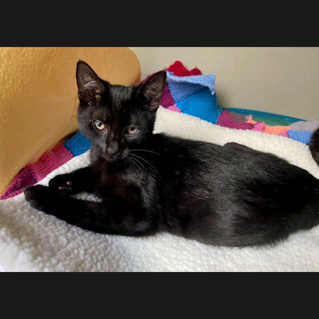Photo of Batman