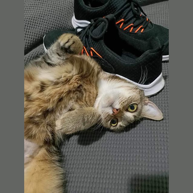 Photo of Neoni Meet Me At Petstock Mornington Nepean Hwy