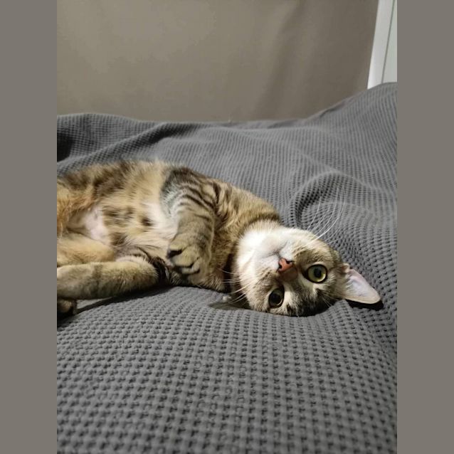 Photo of Neoni Meet Me At Petstock Mornington Nepean Hwy