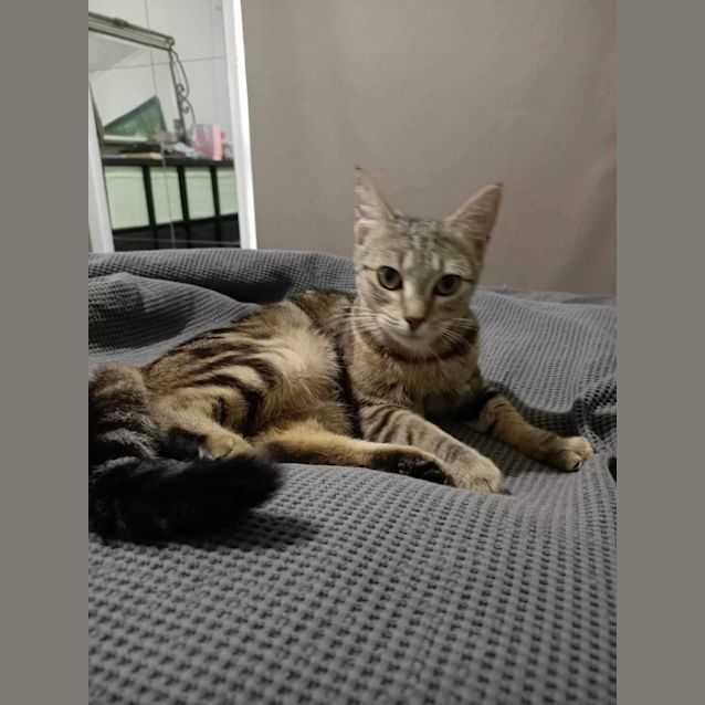 Photo of Neoni Meet Me At Petstock Mornington Nepean Hwy