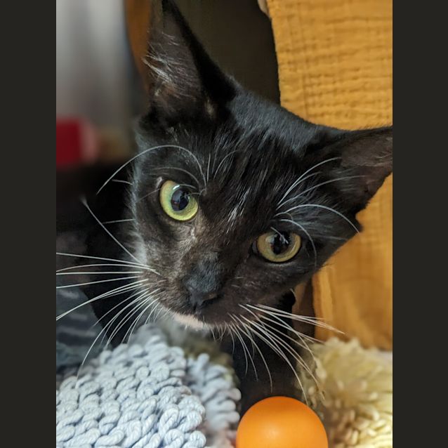Photo of Lady