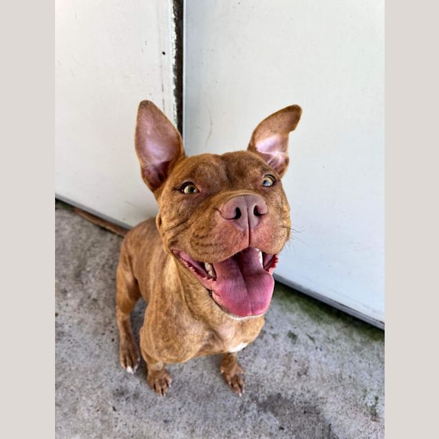 Photo of Ziggy