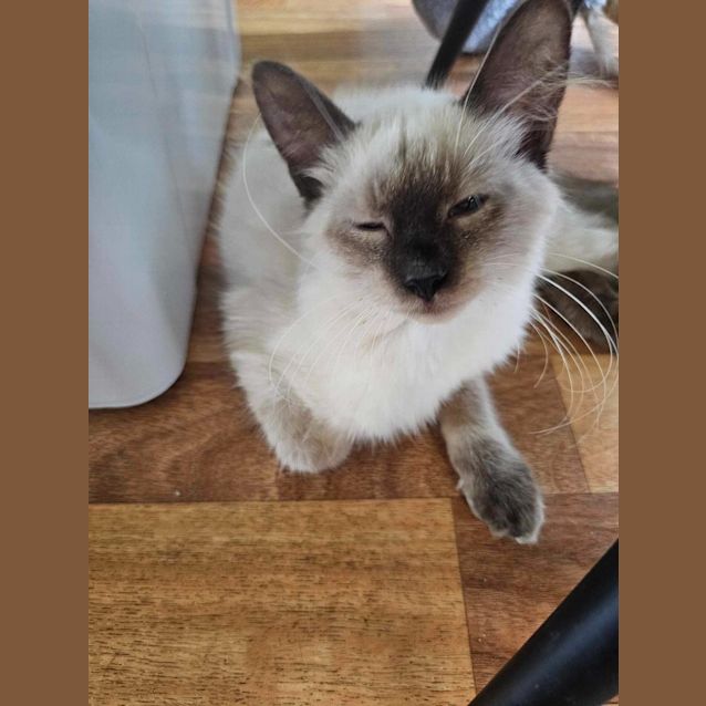 Photo of Buddy
