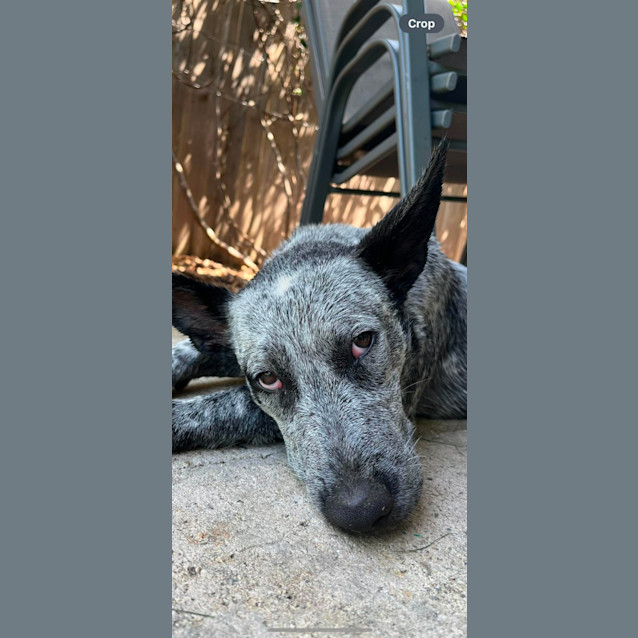 Photo of Dash