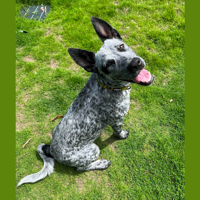 Photo of Dash