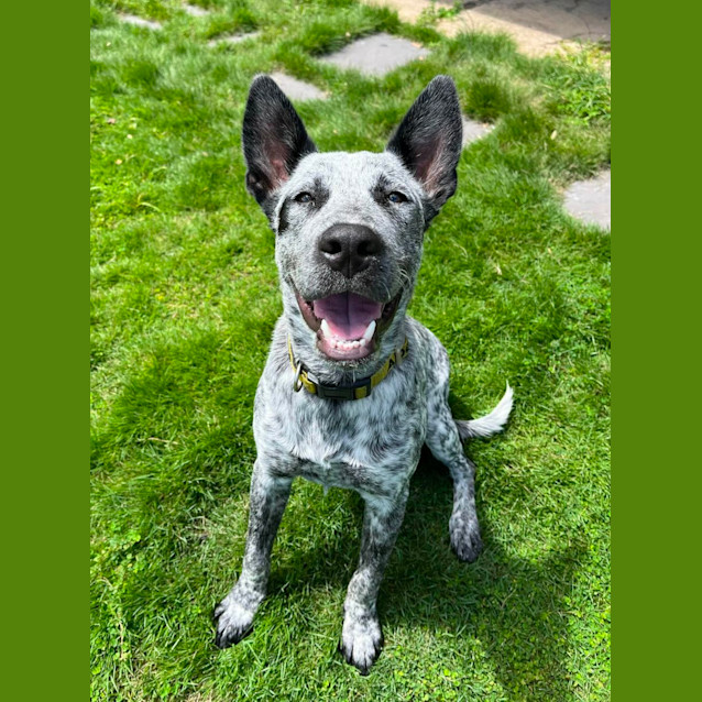 Photo of Dash