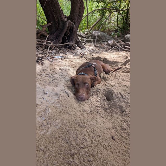 Photo of Louie