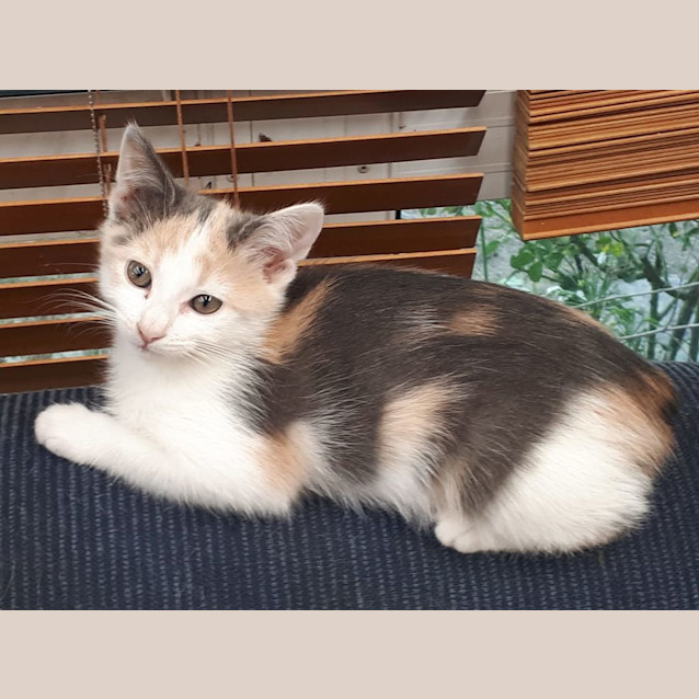 Photo of Lucee
